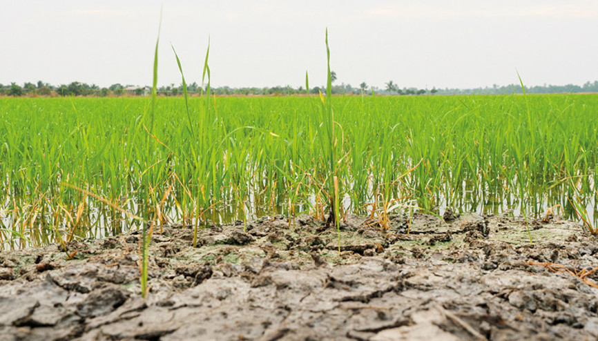Hububatta çifte tehlike