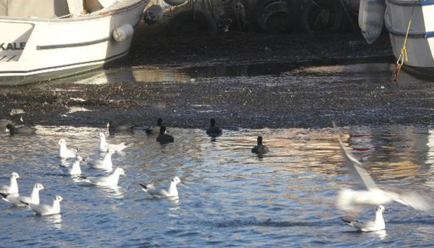Çanakkalede lodos Sarıçayda ölü yosunları artırdı