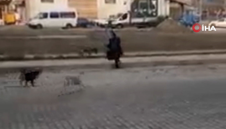 Sinop’ta başıboş köpekler genç kıza korku dolu anlar yaşattı