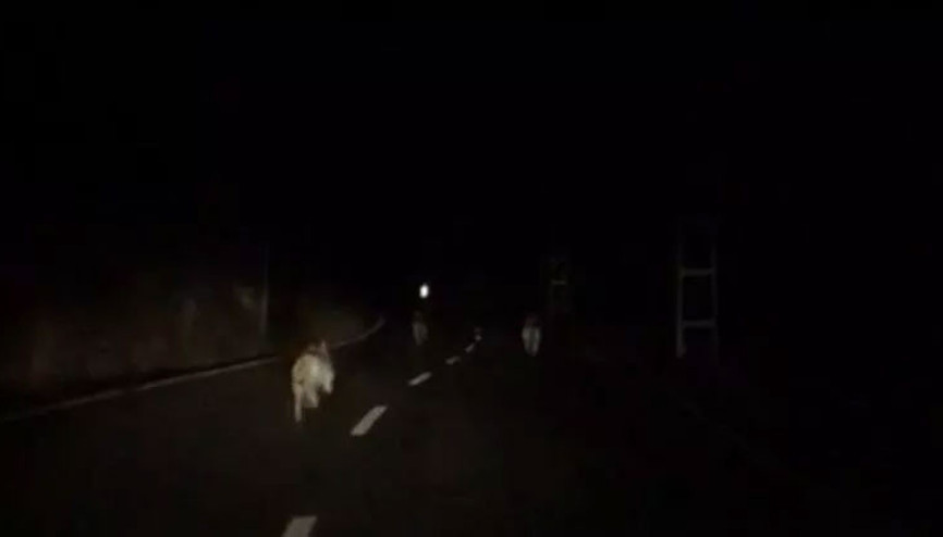 Anayola inen kurt sürüsü kamerada