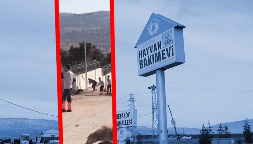 Konyada köpeğin kürekle öldürülmesinde sanıklara verilen cezayı az bulan savcılıktan itiraz