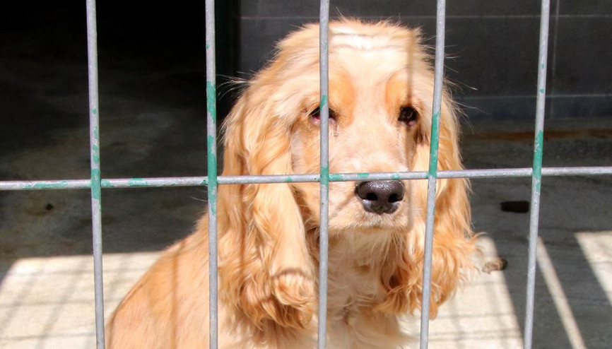 Sahiplenmede rakamlar düşük kaldı Sahiplenmede rakamlar düşük kaldı