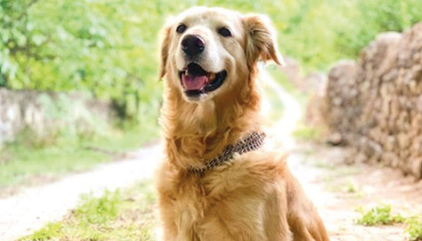 Fenomen Hera’dan acı haber Kansere yenik düştü