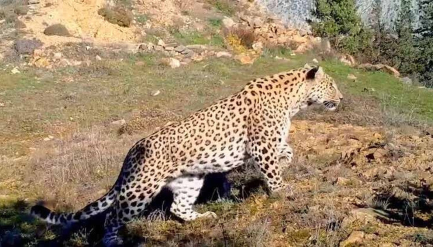 Anadolu Leoparı iki bölgede yeniden görüntülendi