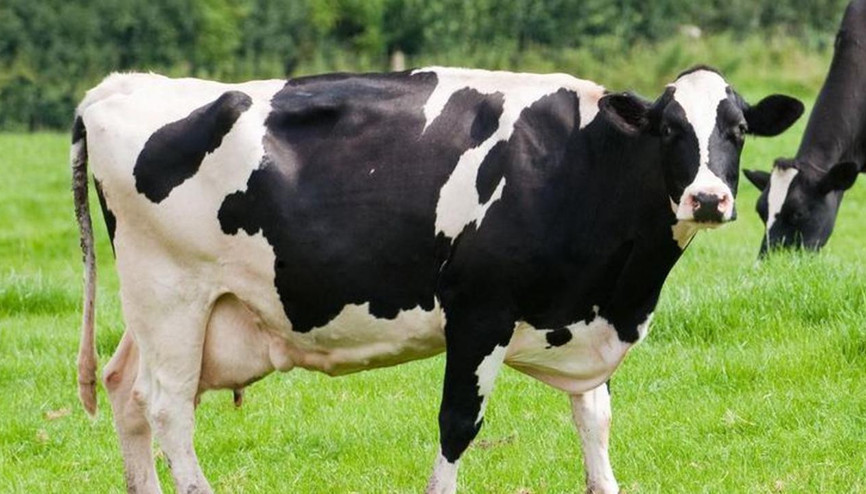 Şap hastalığı nedir, tehlikeleri nelerdir