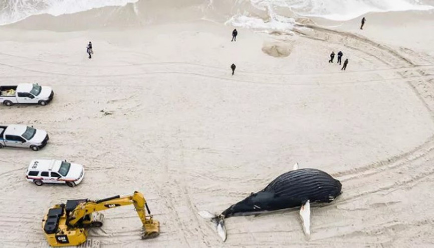 ABDde son 2 ayda 15 balina karaya vurdu