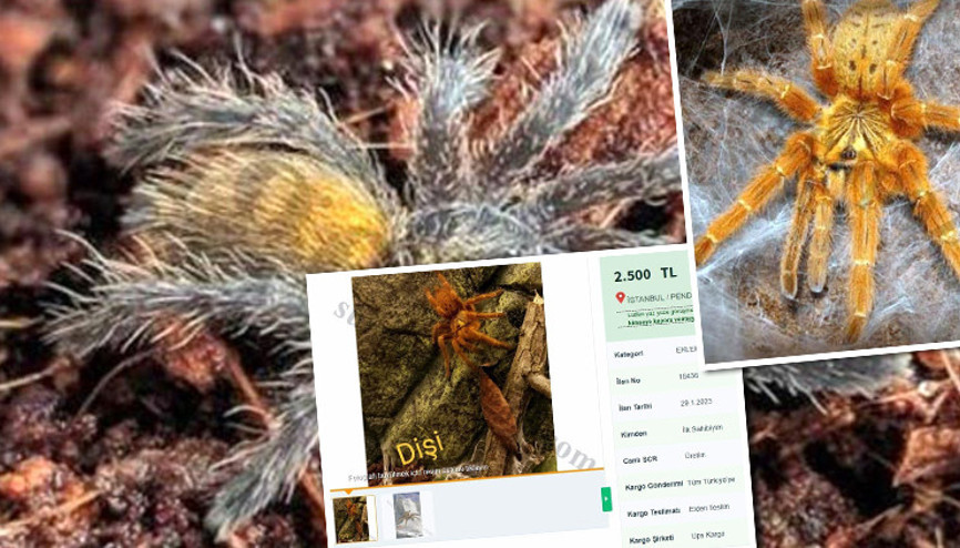 İnternetten tarantula satışı Dikkat... İşte cezası