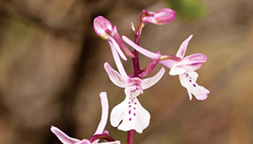 Kışın alameti farikası