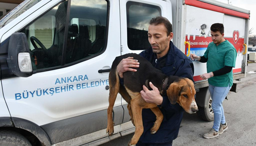 Hedef 50 bin kısırlaştırma