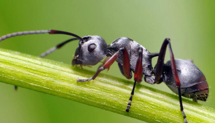 Dünyanın konuştuğu araştırma: Kanseri koklayabilen karıncalar