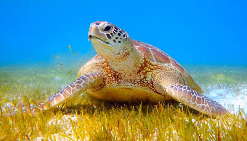 İnternette caretta caretta kabuğundan satılık tespih