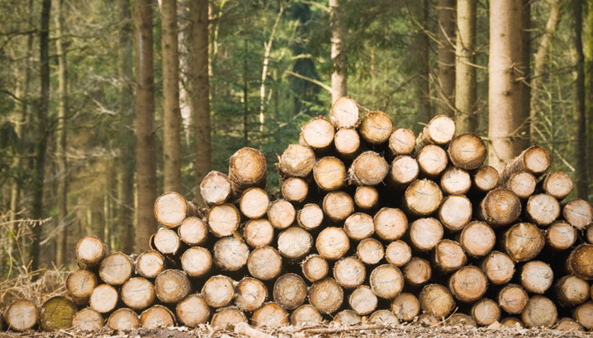 Orman Kanunu’nda değişiklik Meclis’te