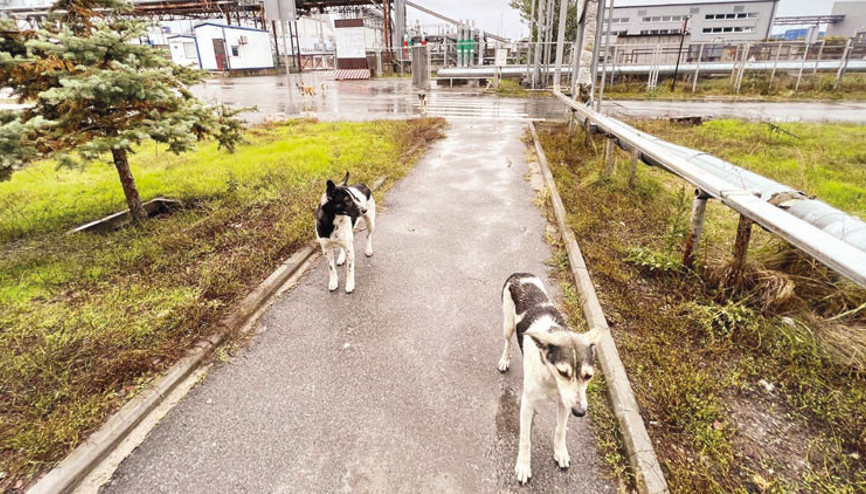 Çernobil’in köpekleri... Nükleer faciada nasıl hayatta kaldılar