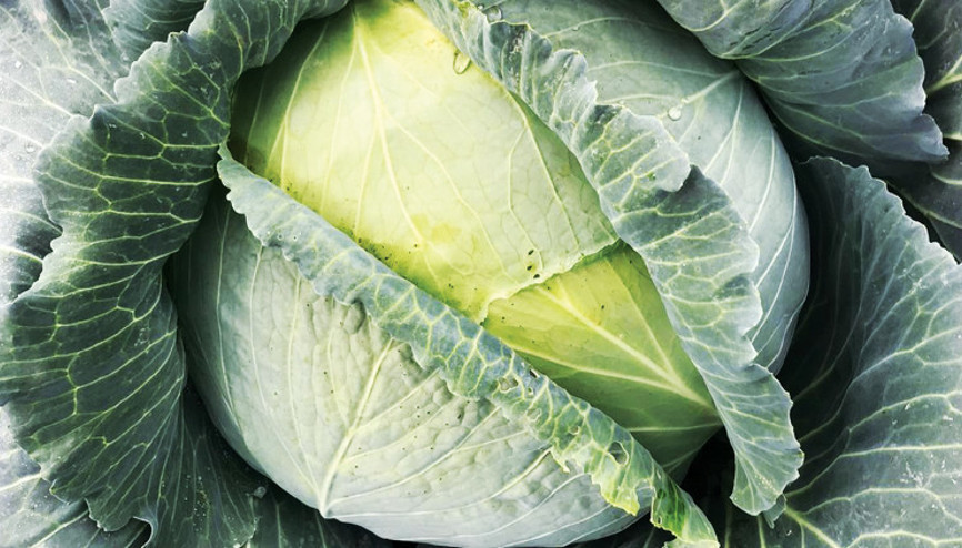 150 tondan fazla yerel ürün toplandı