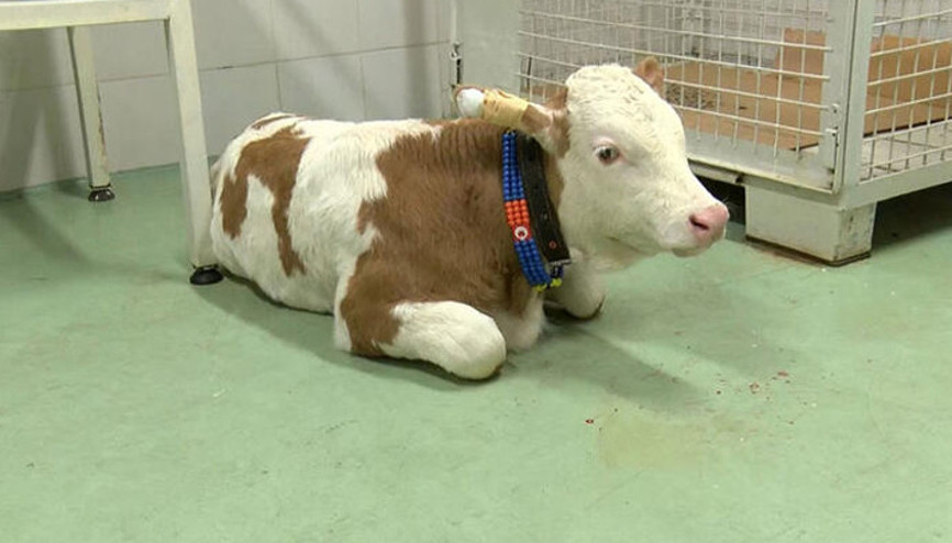 Serotipi şap hastalığı uyarısı: İnsanlara da bulaşıyor