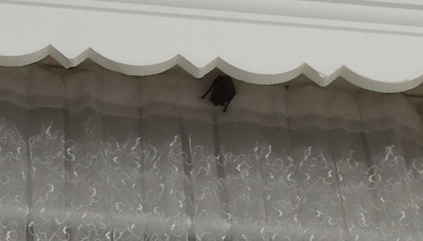 Iğdırda eve giren yarasa, iki çocuğun kulağını ısırdı