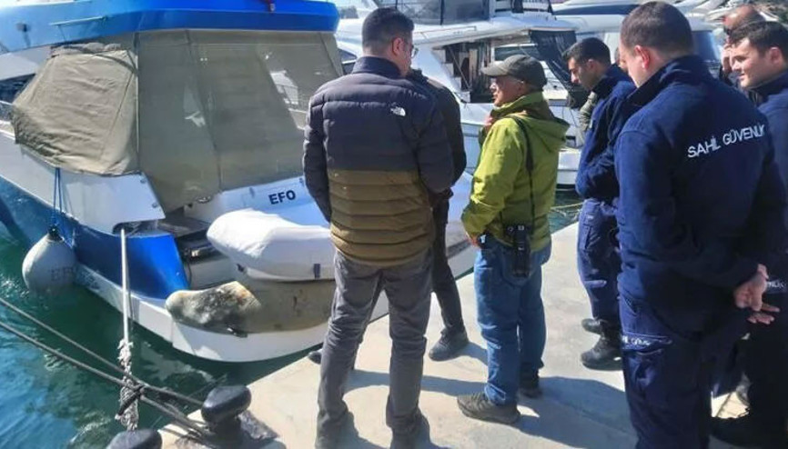 Akdeniz Foku tekneye sığındı