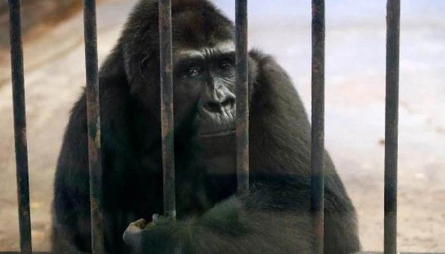 ‘Dünyanın en yalnız gorili’ için başlatılan imza kampanyası 120 bini buldu