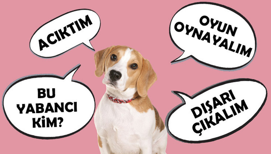 Dünya konuşan köpekleri tartışıyor Acıkınca mama sıkılınca oyun diyorlar... Komutla oyuncak getirmekten ne farkı var
