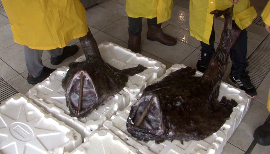 Balıkçılar da şaşkına döndü Silivri açıklarında 2 dev Fener Balığı yakalandı