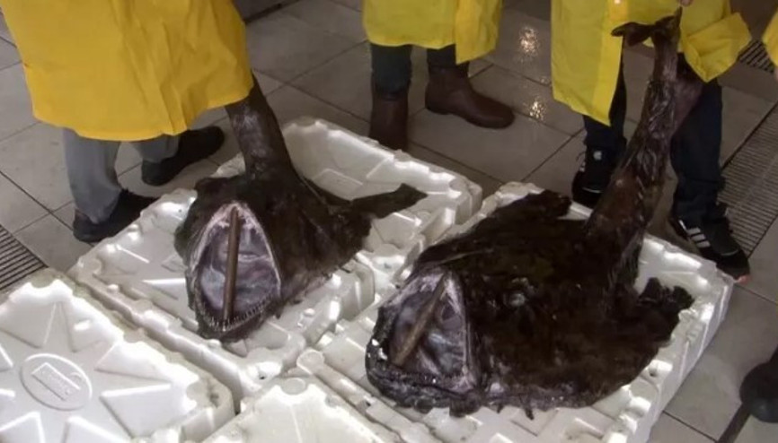 Silivri açıklarında 2 adet dev fener balığı yakalandı