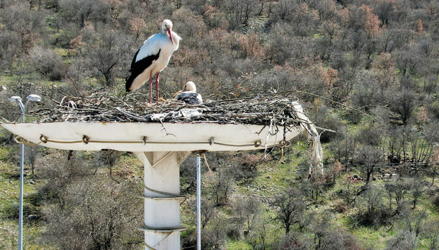 Leyleklere özel yuva