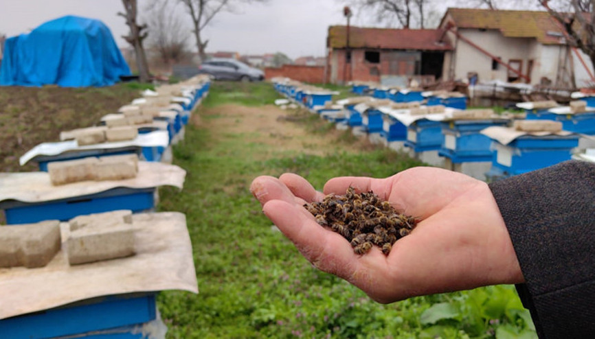 Bursada toplu arı ölümleri... Ziraat Odası Başkanından açıklama