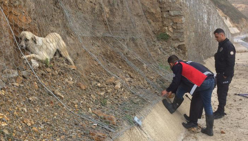 Kara yolunun kenarındaki ağa takılan köpek, kurtarıldı
