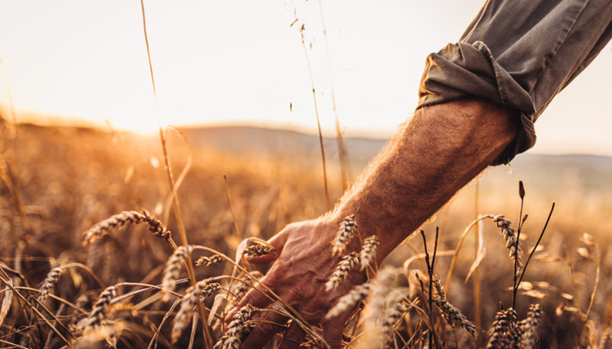 Çiftçilere destek ödemesi başladı... Bakan Kirişçi sosyal medya hesabından duyurdu