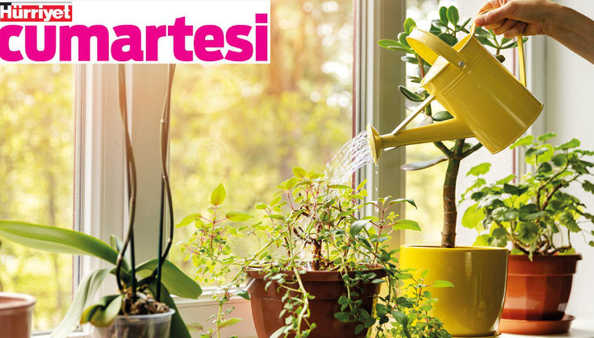 Bitkiler içeri, stres dışarı Bitkiler içeri, stres dışarı