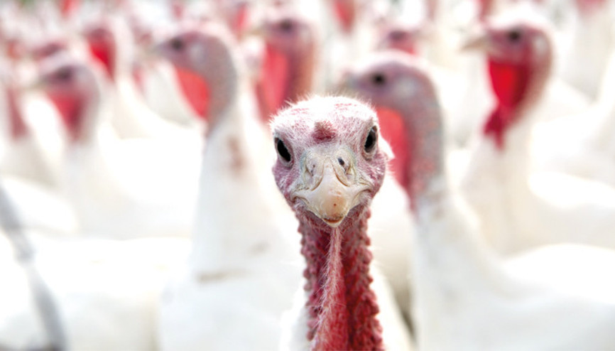 Et fiyatlarındaki hızlı artışı önlemek için ilginç öneri: Bu fiyatları hindi hafifletir