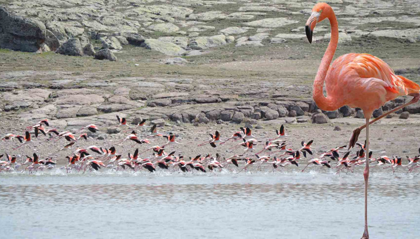 Çoğalarak gidecekler