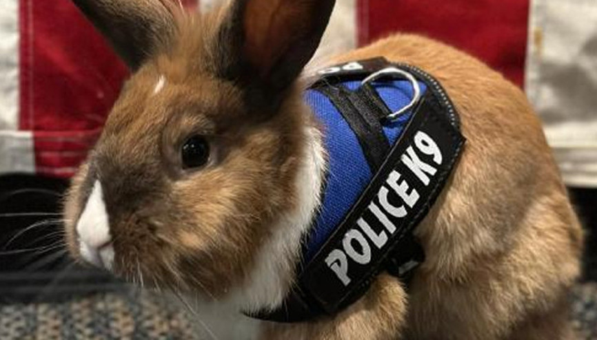 Sosyal medyanın yeni gözdesi: Tavşan polis