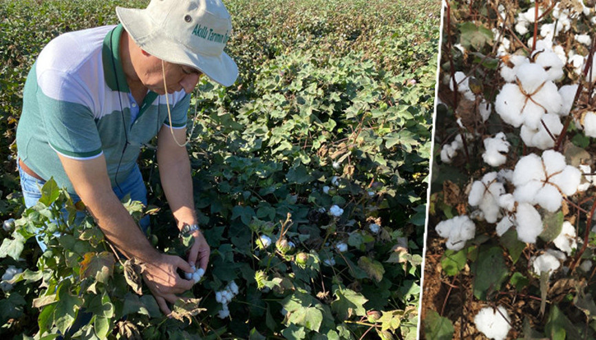 Harran’dan ‘Çevre dostu pamuk’
