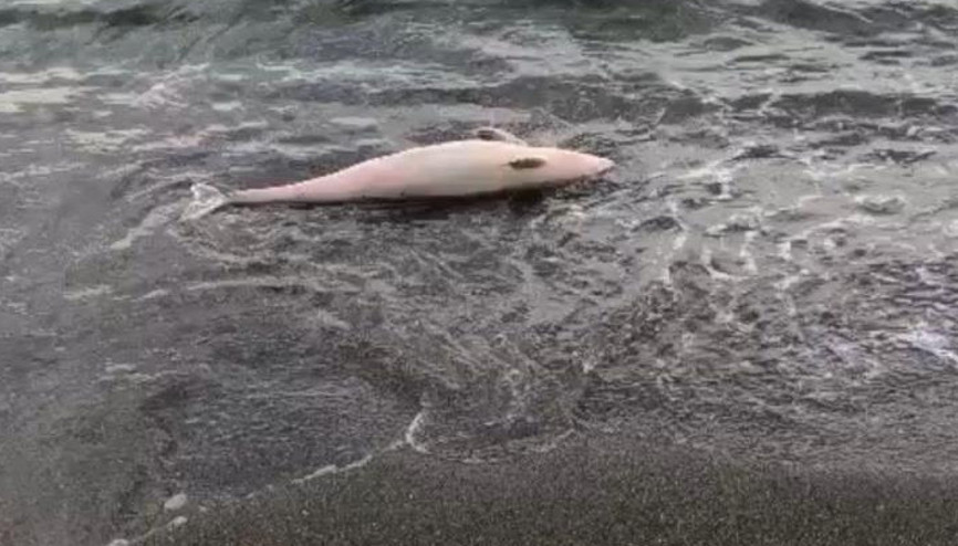 Akçakoca’da ölü yunus karaya vurdu