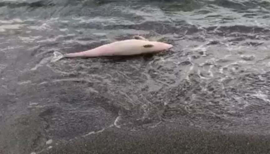 Akçakoca’da ölü yunus balığı karaya vurdu
