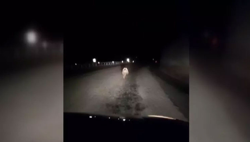 Yavru ayının kara yolunda otomobilin ışığıyla koştuğu anlar kamerada