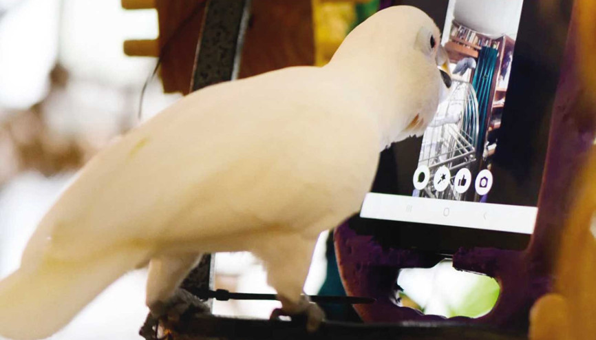 Papağanlar görüntülü ‘konuşmayı’ sevdi