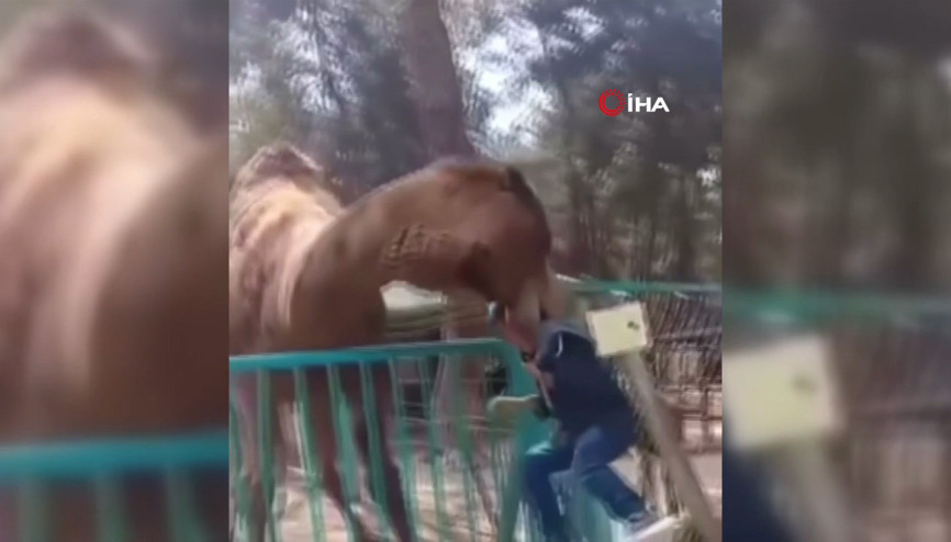 Deveye fazla yaklaşan çocuk az daha canından oluyordu