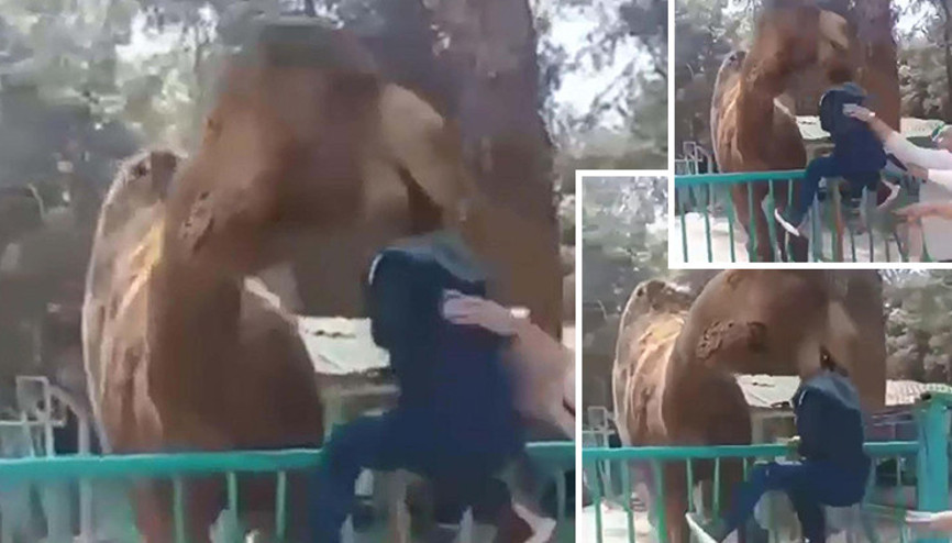 Devenin, çocuğu ısırdığı anlar kamerada