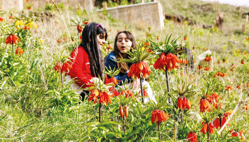 Ters laleler çiçek açtı