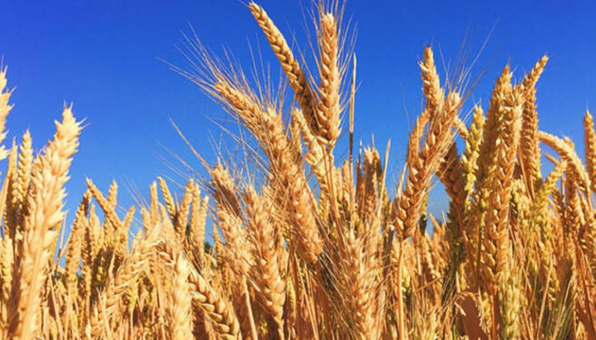 Buğday, arpa ve mısırda gümrük vergisi yüzde 130 oldu
