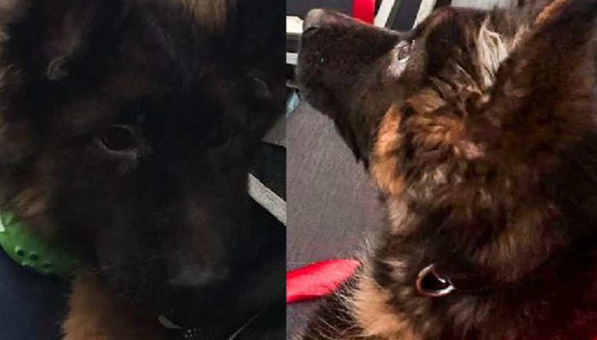 Türkiye, Meksika’ya Proteo anısına yavru köpek gönderdi