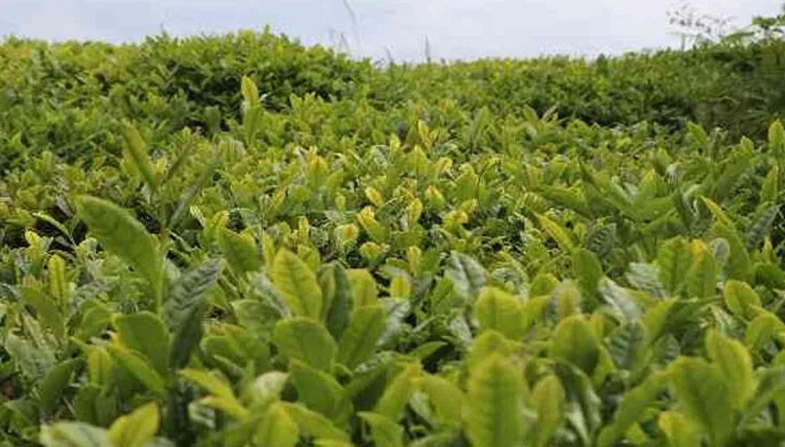Cumhurbaşkanı Erdoğan yaş çay alım fiyatını açıkladı