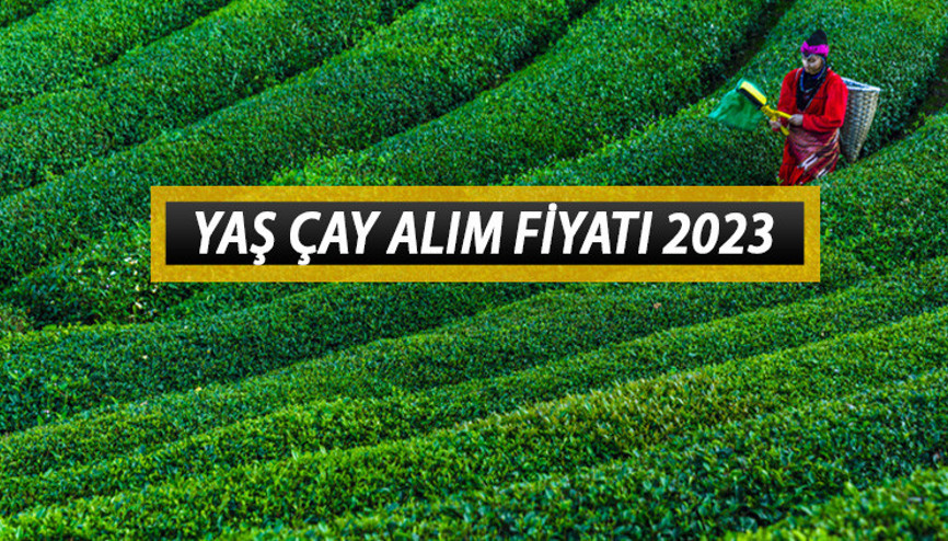 Yaş çay alım fiyatı ne kadar, kaç TL oldu Cumhurbaşkanı Erdoğan 2023 yaş çay alımı taban fiyatını açıkladı: Yüzde 64 zam...