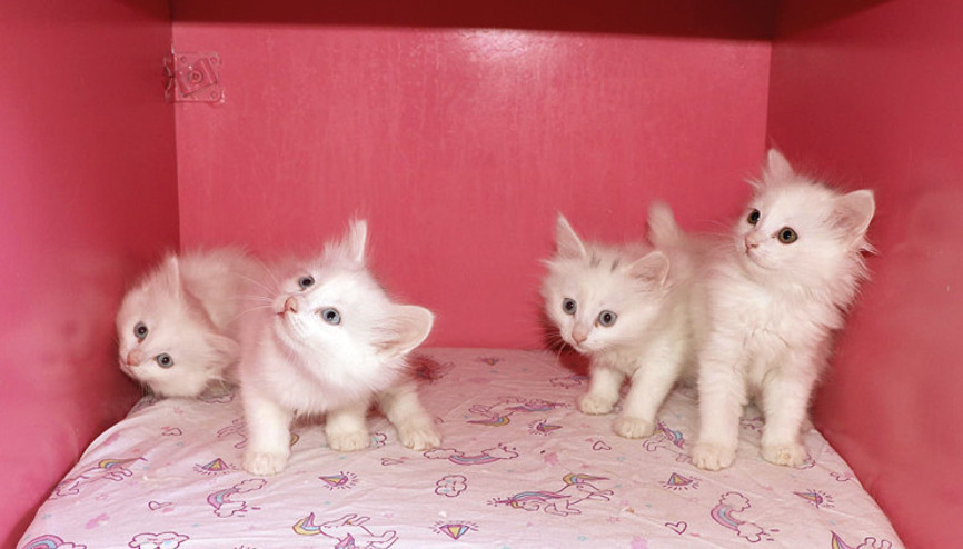 Kraliçe ‘Mia’vın yeni yavruları