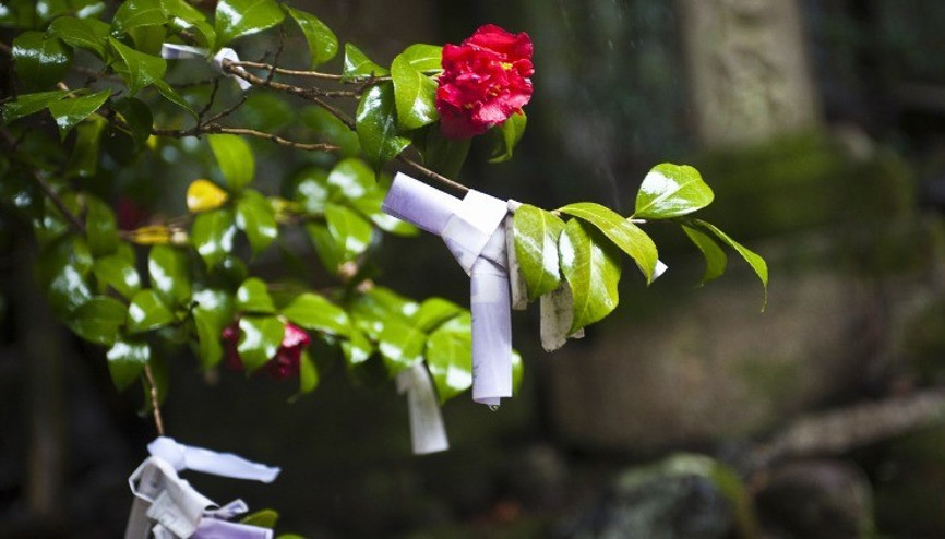 Hıdırellez gül ağacı ritüeli: Hıdırellez sabahı ne yapılır Hıdırellezde gül ağacının altına dilek ne zaman gömülür, nasıl yapılır