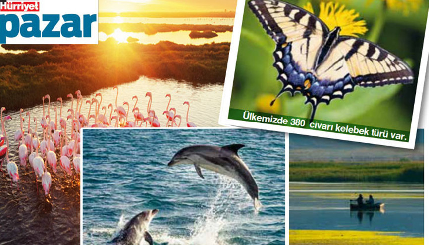 Derde, tasaya kısa bir mola