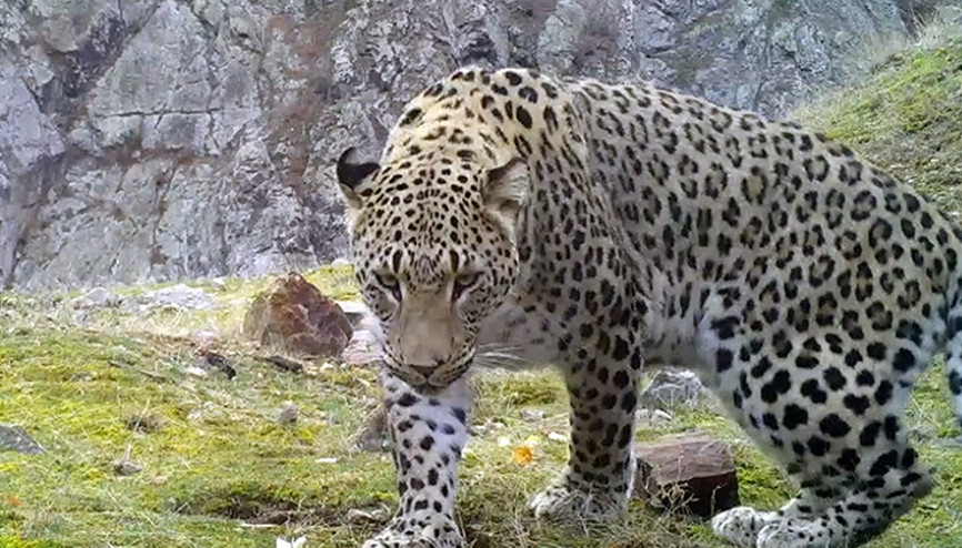 Akdeniz ve Egede Anadolu leoparı heyecanı Akdeniz ve Egede Anadolu leoparı heyecanı