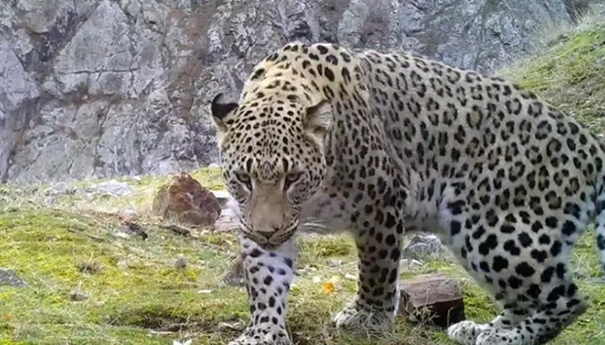 Akdeniz ve Egede Anadolu leoparı heyecanı Akdeniz ve Egede Anadolu leoparı heyecanı